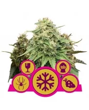 Feminized Mix - Royal Queen Seeds - feminizovaná semena