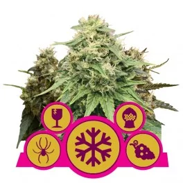 Feminized Mix - Royal Queen Seeds - feminizovaná semena