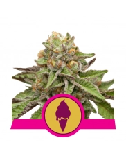 Green Gelato - Royal Queen Seeds - feminizovaná semena