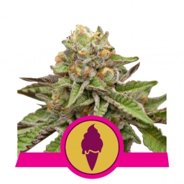 Green Gelato - Royal Queen Seeds - feminizovaná semena