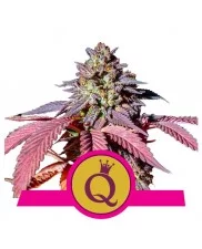 Purple Queen - Royal Queen Seeds - feminizovaná semena