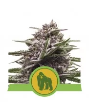 Royal Gorilla Automatic - Royal Queen Seeds - autoflowering
