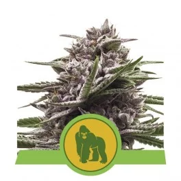 Royal Gorilla Automatic - Royal Queen Seeds - autoflowering