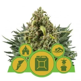 Autoflowering Mix - Royal Queen Seeds - autoflowering