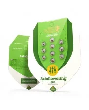Autoflowering Mix - Royal Queen Seeds - autoflowering