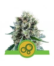 Bubble Kush Automatic - Royal Queen Seeds - autoflowering