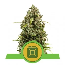 Diesel Automatic - Royal Queen Seeds - autoflowering