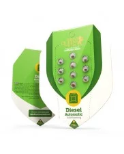 Diesel Automatic - Royal Queen Seeds - autoflowering