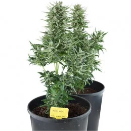 Easy Bud - Royal Queen Seeds - autoflowering 