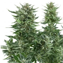Easy Bud - Royal Queen Seeds - autoflowering 