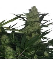 Royal AK Automatic - Royal Queen Seeds - autoflowering 