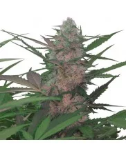 Royal AK Automatic - Royal Queen Seeds - autoflowering 
