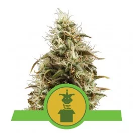 Royal Jack Automatic - Royal Queen Seeds - autoflowering