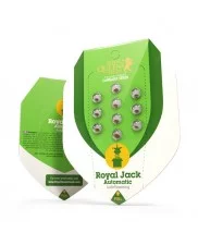 Royal Jack Automatic - Royal Queen Seeds - autoflowering