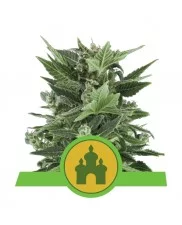 Royal Kush Automatic - Royal Queen Seeds - autoflowering 