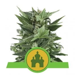 Royal Kush Automatic - Royal Queen Seeds - autoflowering 