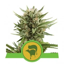 Sweet Skunk Automatic - Royal Queen Seeds - autoflowering