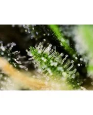 Black Jack - Sweet Seeds - feminizovaná semena  ( AKCE  3+1ks , 5+2ks )