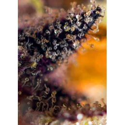 Dark Devil Auto - Sweet Seeds - autoflowering ( AKCE  3+1ks , 5+2ks )