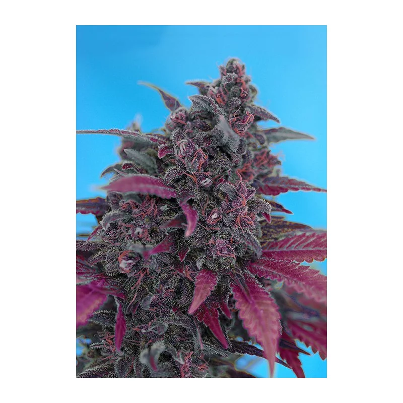 Dark Devil Auto - Sweet Seeds - autoflowering ( AKCE  3+1ks , 5+2ks )