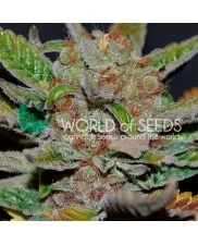 Bubba Haze - World of Seeds - regular - 10 ks