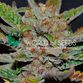 Bubba Haze - World of Seeds - regular - 10 ks