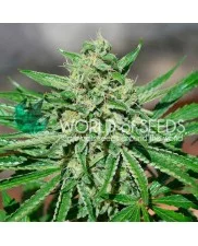 CBD Tonic - World of Seeds - feminizovaná semena