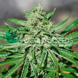 CBD Tonic - World of Seeds - feminizovaná semena