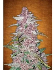 Blackberry Auto - Fast Buds - autoflowering
