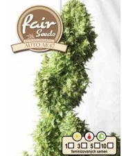 Auto AK47 - Fair Sedds - autoflowering