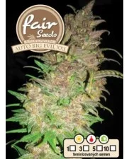 Auto Big Evil XXL - Fair Sedds - autoflowering