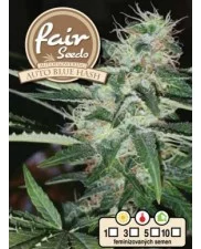 Auto Blue Hash - Fair Sedds - autoflowering