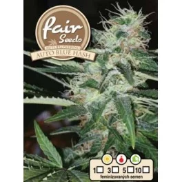 Auto Blue Hash - Fair Sedds - autoflowering