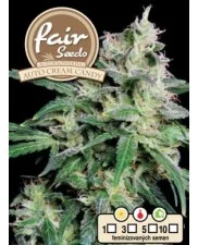 Auto Cream Candy - Fair Sedds - autoflowering