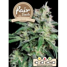 Auto Cream Candy - Fair Sedds - autoflowering