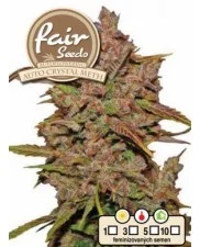 Auto Crystal Meth - Fair Sedds - autoflowering