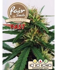 Amnesia Fast - Fair Sedds - feminizovaná fast semena