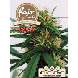 Amnesia Fast - Fair Sedds - feminizovaná fast semena