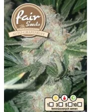 Auto Grapefruit - Fair Sedds - autoflowering