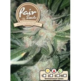 Auto Grapefruit - Fair Sedds - autoflowering