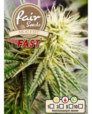 AK 47 Fast - Fair Sedds - feminizovaná fast semena - 5 ks