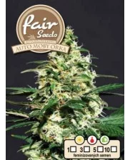 Auto Moby Orka - Fair Sedds - autoflowering