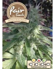 Auto Magnum Plus - Fair Sedds - autoflowering