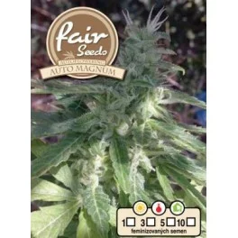 Auto Magnum Plus - Fair Sedds - autoflowering