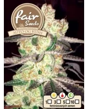 Auto OG Kush - Fair Sedds - autoflowering