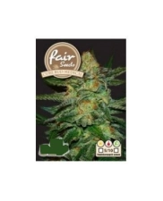 Cure BuD Medical - Fair Sedds - feminizovaná fast semena