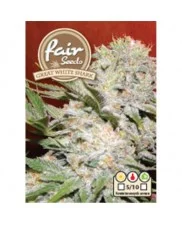Great White Shark - Fair Sedds - feminizovaná semena