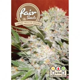 Great White Shark - Fair Sedds - feminizovaná semena