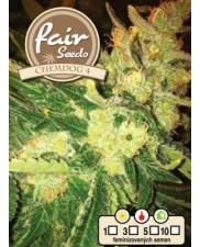 Chemdog 4 - Fair Sedds - feminizovaná semena