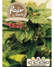 Northern Light Fast - Fair Sedds - feminizovaná fast semena 